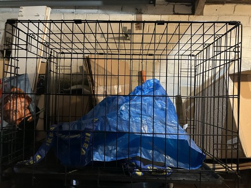 Dog cage puppy training - dog,
